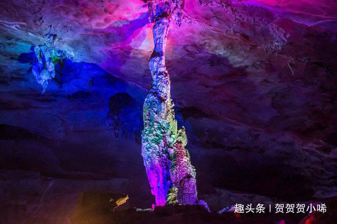 逃离金色蜜蜂森林